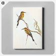 アートパネル-Australian Bee-eater
 - オーストラリアの鳥 Canvas.