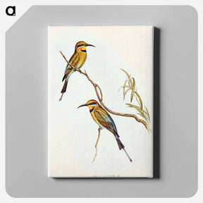 アートパネル-Australian Bee-eater
 - オーストラリアの鳥 Canvas.