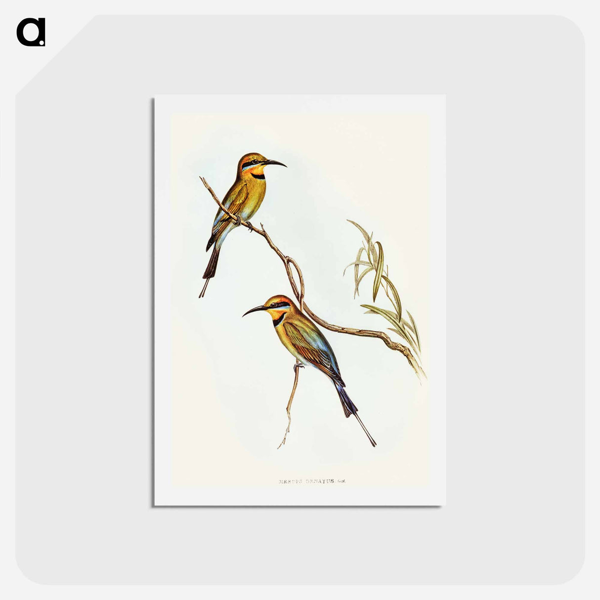 アートポストカード-Australian Bee-eater
 - オーストラリアの鳥 Postcard.