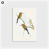 アートポストカード-Australian Bee-eater
 - オーストラリアの鳥 Postcard.