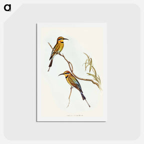 アートポストカード-Australian Bee-eater
 - オーストラリアの鳥 Postcard.