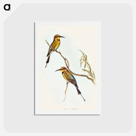 アートポストカード-Australian Bee-eater
 - オーストラリアの鳥 Postcard.