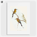 アートポスター-Australian Bee-eater
 - オーストラリアの鳥 Poster.