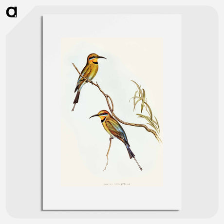 アートポスター-Australian Bee-eater
 - オーストラリアの鳥 Poster.