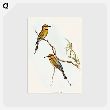 アートポストカード-Australian Bee-eater
 - オーストラリアの鳥 Postcard.