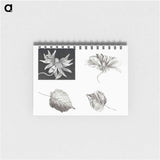 Flowers and Leaves - テオ ヴァン ホイテマ Memo.