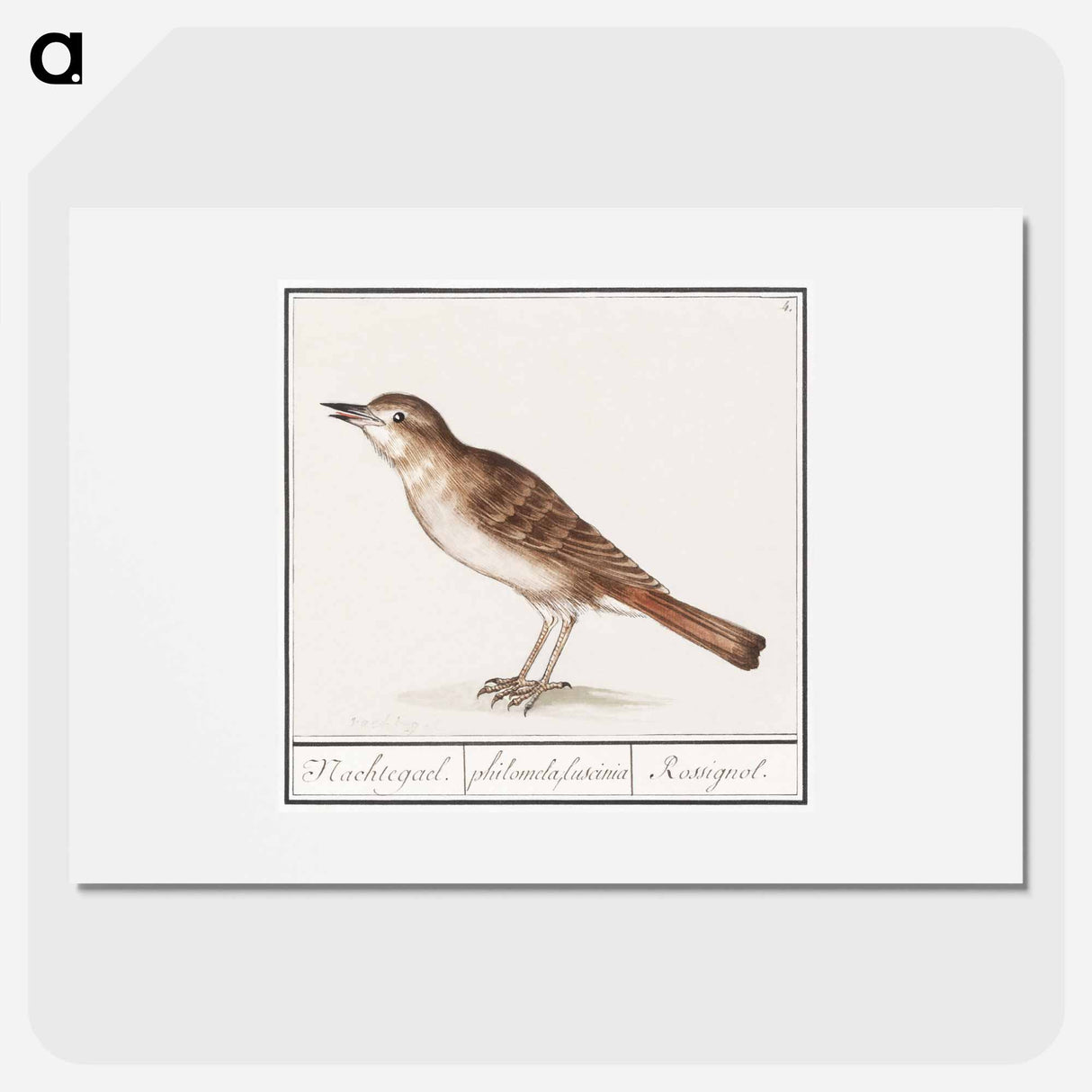 Nightingale - アンセルムス ボエティウス デ ブート Poster.