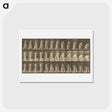 アートポストカード-Animal Locomotion
 - エドワード マイブリッジ Postcard.