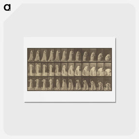 アートポストカード-Animal Locomotion
 - エドワード マイブリッジ Postcard.
