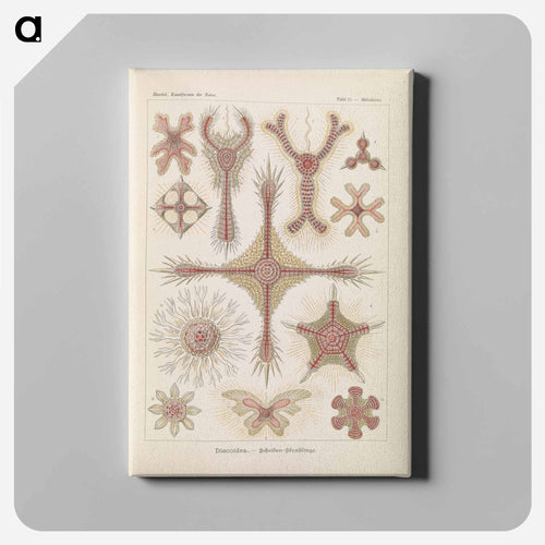 Marine life illustration - エルンスト ヘッケル Canvas.