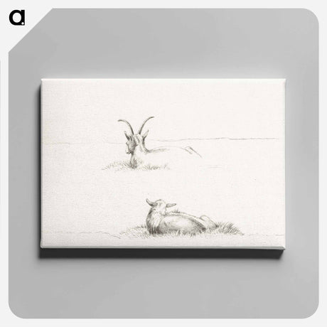 アートパネル-Sketches of a lying goat and a sheep - ジャン ベルナール Canvas.