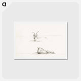 アートポストカード-Sketches of a lying goat and a sheep - ジャン ベルナール Postcard.