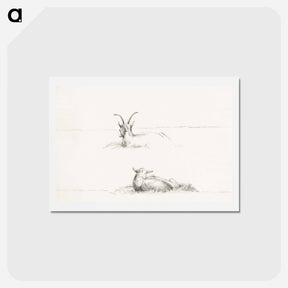 アートポストカード-Sketches of a lying goat and a sheep - ジャン ベルナール Postcard.