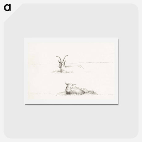 アートポストカード-Sketches of a lying goat and a sheep - ジャン ベルナール Postcard.
