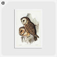 アートポストカード-Chestnut-faced Owl
 - ジョン グールド Postcard.