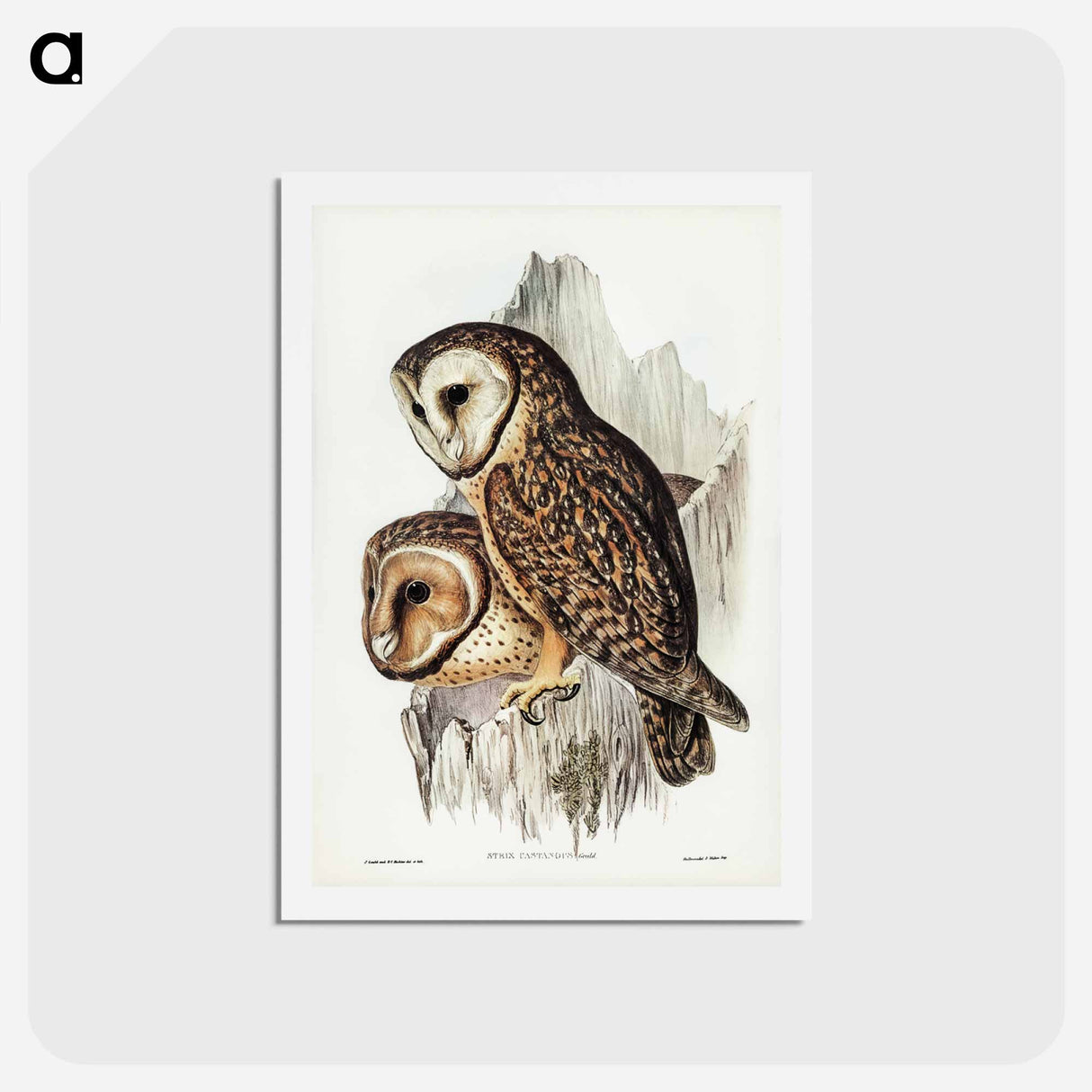 アートポストカード-Chestnut-faced Owl
 - ジョン グールド Postcard.