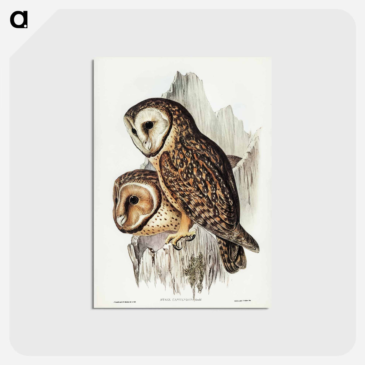 アートポストカード-Chestnut-faced Owl
 - ジョン グールド Postcard.