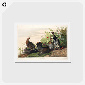 アートポストカード-Spotted Grouse
 - ジョン ジェームス オーデュボン Postcard.