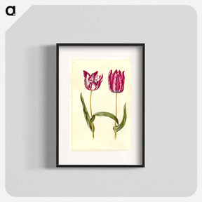 アートポスター-Tulipa gesneriana
 - マリア ジビーラ メーリアン Poster.