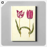 アートパネル-Tulipa gesneriana
 - マリア ジビーラ メーリアン Canvas.