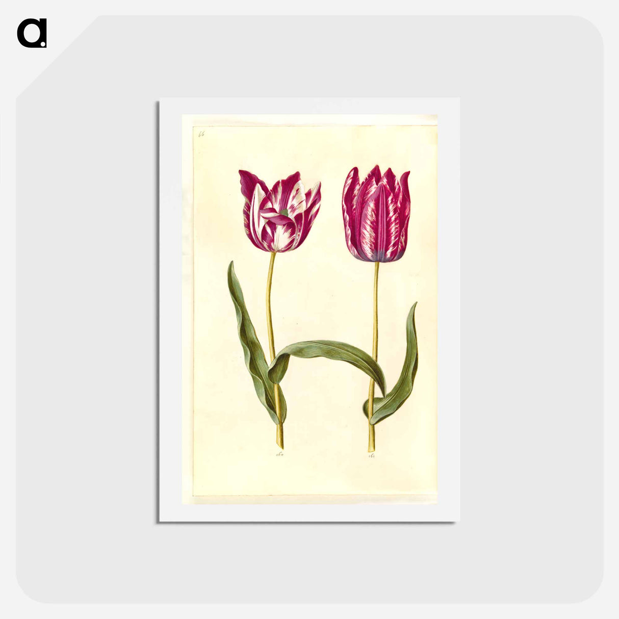 アートポストカード-Tulipa gesneriana
 - マリア ジビーラ メーリアン Postcard.