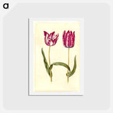 アートポストカード-Tulipa gesneriana
 - マリア ジビーラ メーリアン Postcard.