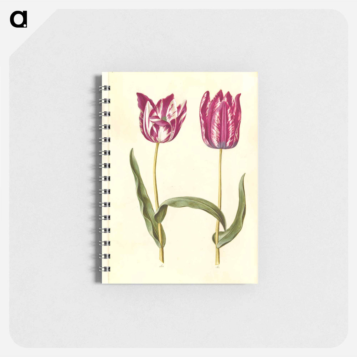 アートメモ帳-Tulipa gesneriana
 - マリア ジビーラ メーリアン Memo.