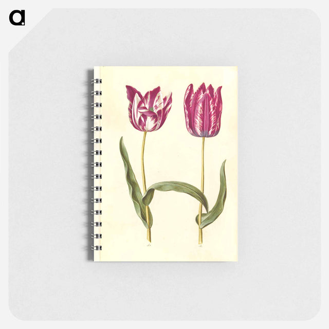 アートメモ帳-Tulipa gesneriana
 - マリア ジビーラ メーリアン Memo.