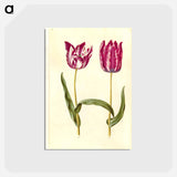 アートポストカード-Tulipa gesneriana
 - マリア ジビーラ メーリアン Postcard.