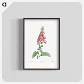 アートポスター-Foxgloves - ピエール ジョゼフ ルドゥーテ Poster.