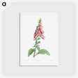 アートポストカード-Foxgloves - ピエール ジョゼフ ルドゥーテ Postcard.