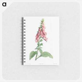 アートメモ帳-Foxgloves - ピエール ジョゼフ ルドゥーテ Memo.