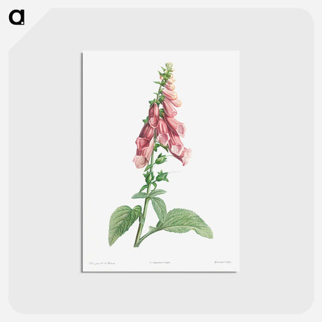 アートポストカード-Foxgloves - ピエール ジョゼフ ルドゥーテ Postcard.
