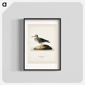 アートポスター-Purple Sandpiper
 - スヴェンスカ フォグラル Poster.