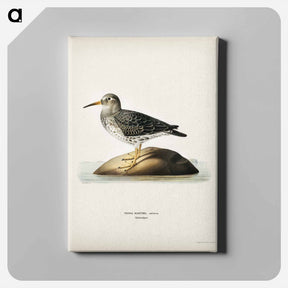 アートパネル-Purple Sandpiper
 - スヴェンスカ フォグラル Canvas.