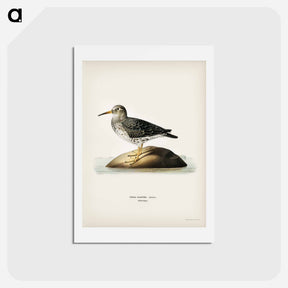 アートポストカード-Purple Sandpiper
 - スヴェンスカ フォグラル Postcard.