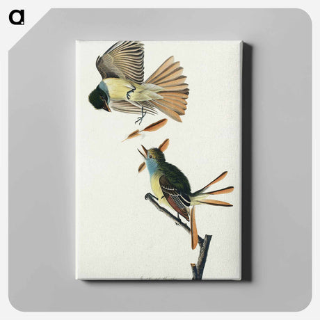 アートパネル-Great Crested Flycatcher from Birds of America
 - アメリカの鳥たち Canvas.