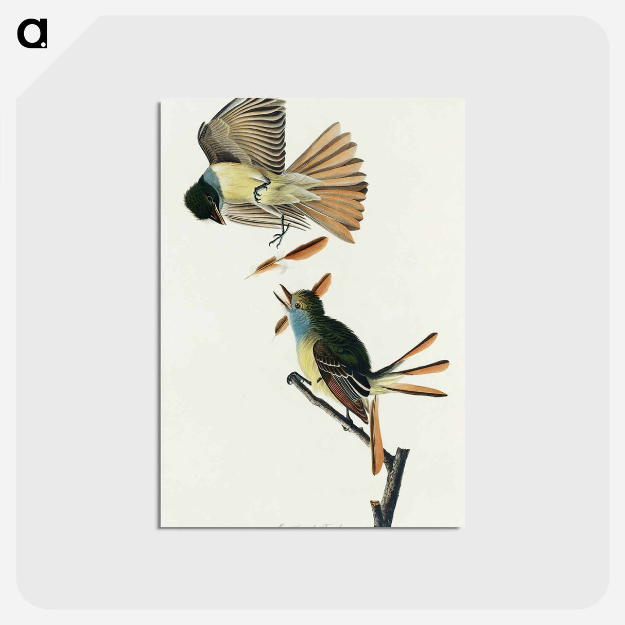 アートポストカード-Great Crested Flycatcher from Birds of America
 - アメリカの鳥たち Postcard.