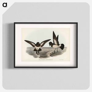 オーストラリア