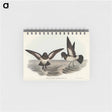 アートメモ帳-White-bellied Storm Petrel
 - オーストラリアの鳥 Memo.
