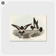 アートポストカード-White-bellied Storm Petrel
 - オーストラリアの鳥 Postcard.
