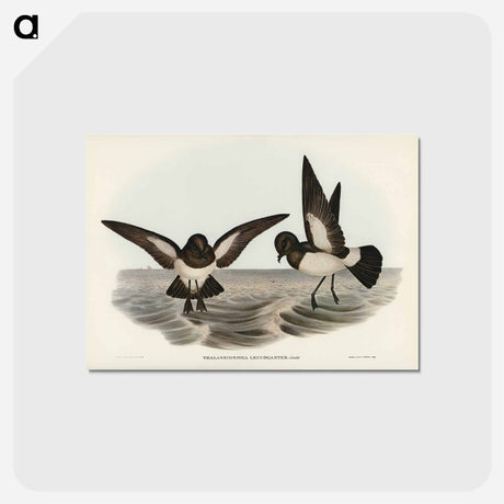アートポストカード-White-bellied Storm Petrel
 - オーストラリアの鳥 Postcard.