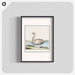 アートポスター-Swan, Cygnus - アンセルムス ボエティウス デ ブート Poster.