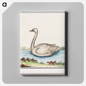 アートパネル-Swan, Cygnus - アンセルムス ボエティウス デ ブート Canvas.