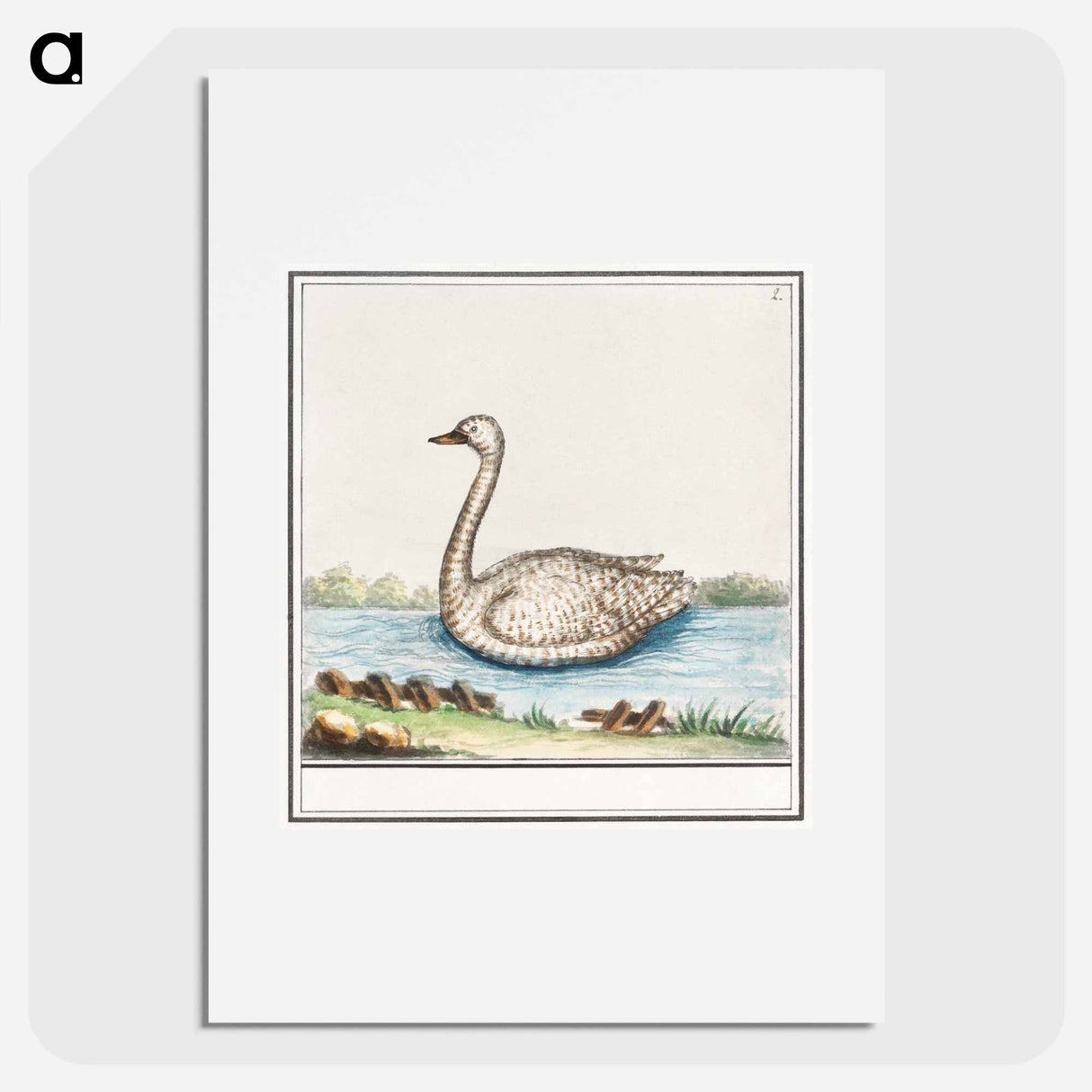 Swan, Cygnus - アンセルムス ボエティウス デ ブート Poster.
