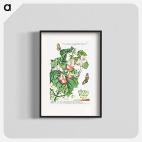 アートポスター-Plantae et Papiliones rariores: Martynia or Cat's claw
 - クリーブランド美術館 Poster.