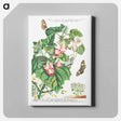 アートパネル-Plantae et Papiliones rariores: Martynia or Cat's claw
 - クリーブランド美術館 Canvas.
