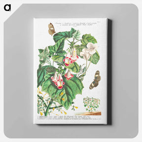 アートパネル-Plantae et Papiliones rariores: Martynia or Cat's claw
 - クリーブランド美術館 Canvas.
