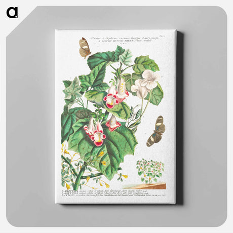 アートパネル-Plantae et Papiliones rariores: Martynia or Cat's claw
 - クリーブランド美術館 Canvas.