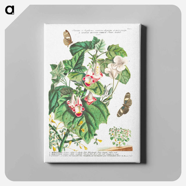 アートパネル-Plantae et Papiliones rariores: Martynia or Cat's claw
 - クリーブランド美術館 Canvas.